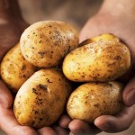 potatoes1