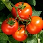 tomatoes