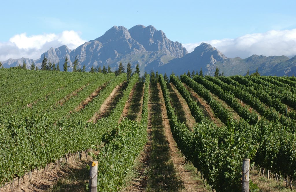 The Greatest Cape: Rustenberg & The South African Renaissance