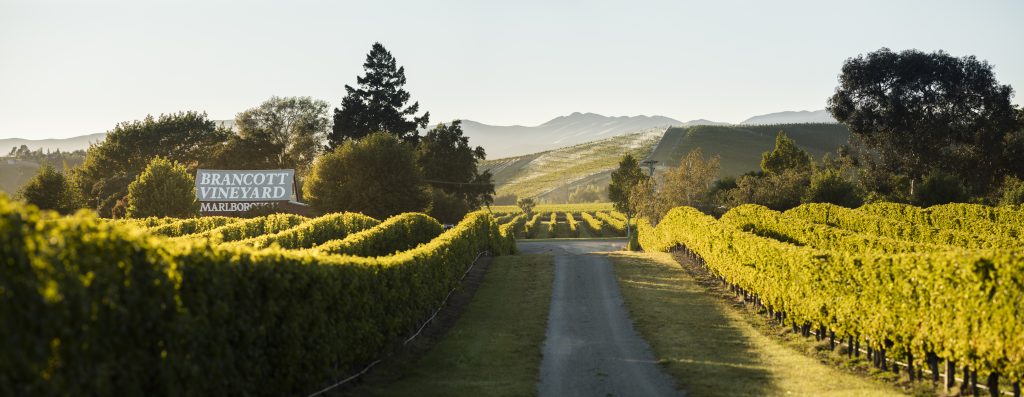 Patrick Materman, Brancott Estate's Chief Winemaker