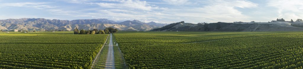 Patrick Materman, Brancott Estate's Chief Winemaker