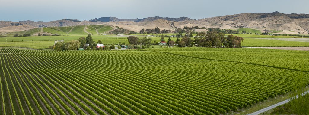 Patrick Materman, Brancott Estate's Chief Winemaker