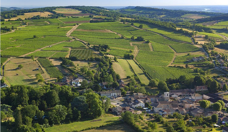 Burgundy Wines by Liam