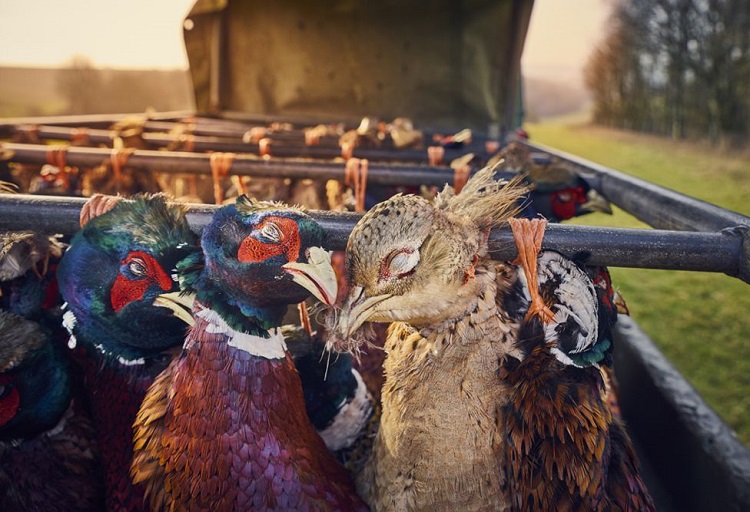 Bring Home the Harvest Matthew Thomas (UK)