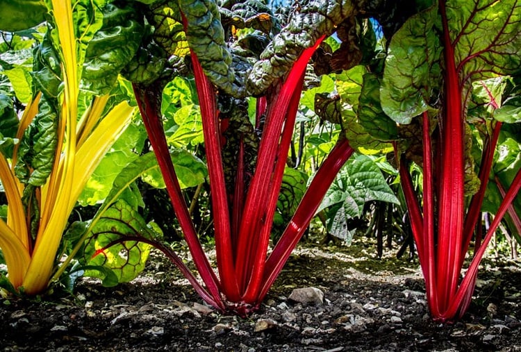 Food in the Field