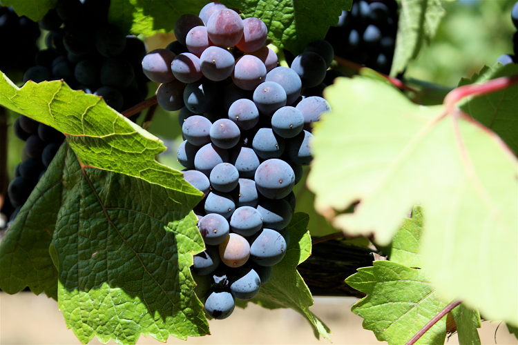 Pinots Everywhere From Pinot Noir to Pinot Gris, Meet this Unique Family 1