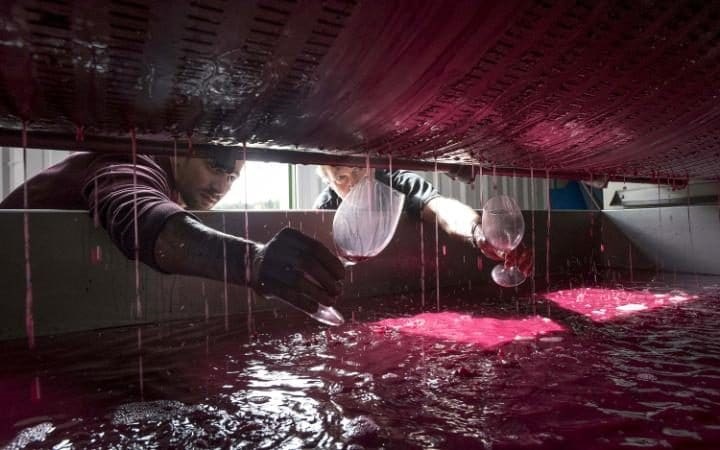 Wine Photographer of the Year Robery Holmes