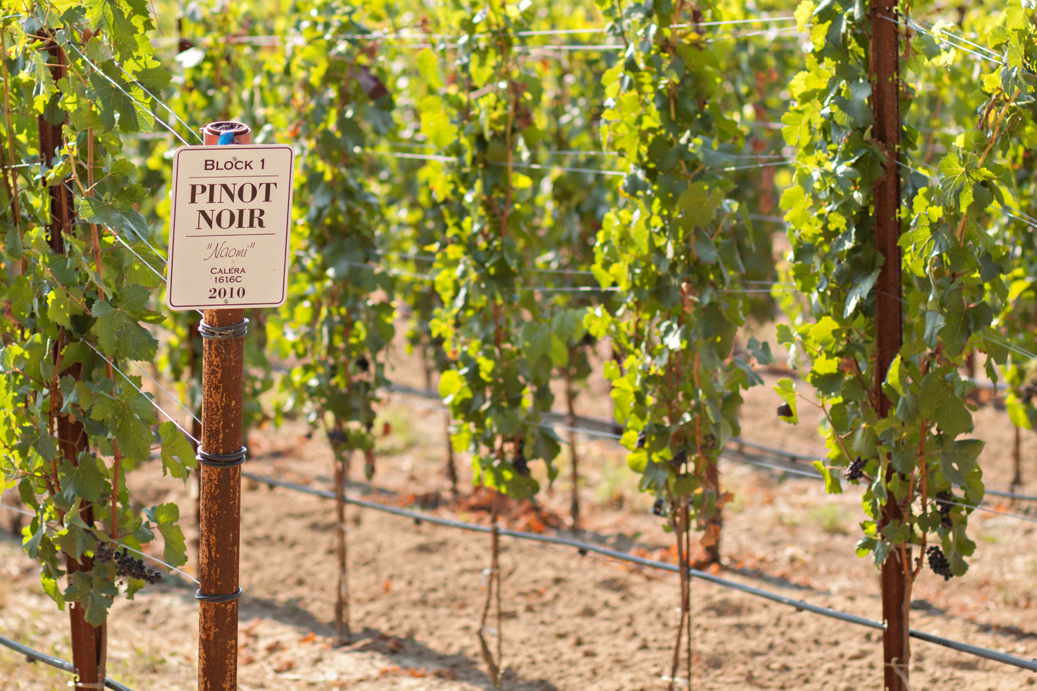 Pinots Everywhere From Pinot Noir to Pinot Gris, Meet this Unique Family 1