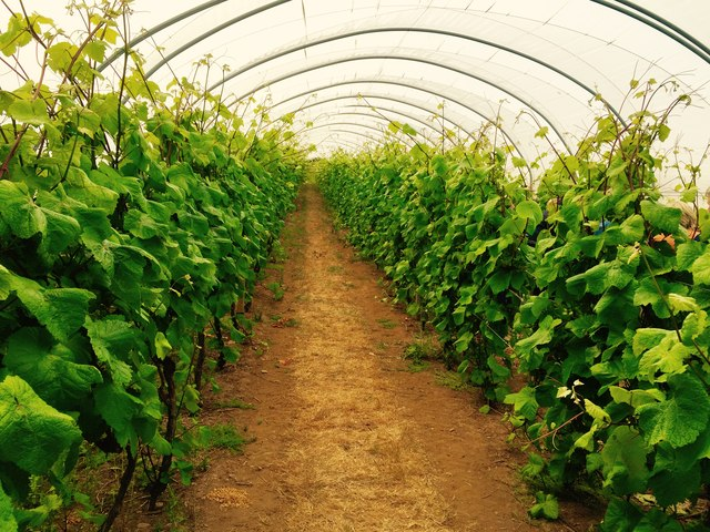 The Past, Present and Future of Winemaking in Ireland polytunnel