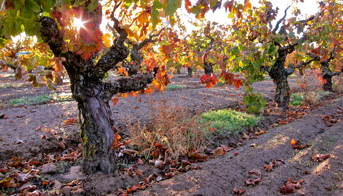 California Zinfandel