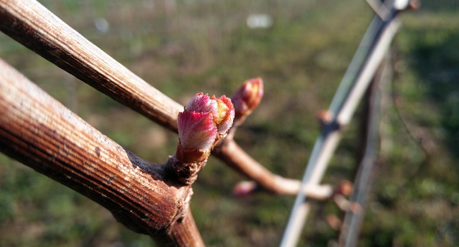 The Past, Present and Future of Winemaking in Ireland world map