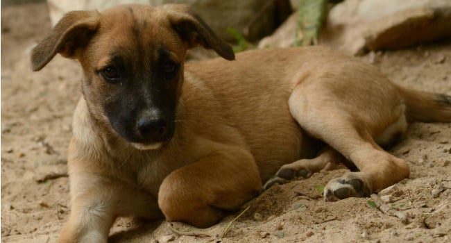 Puppies Meet Paradise
