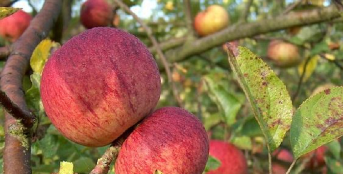 Irish Craft Ciders that Even Non Cider Drinkers will Love