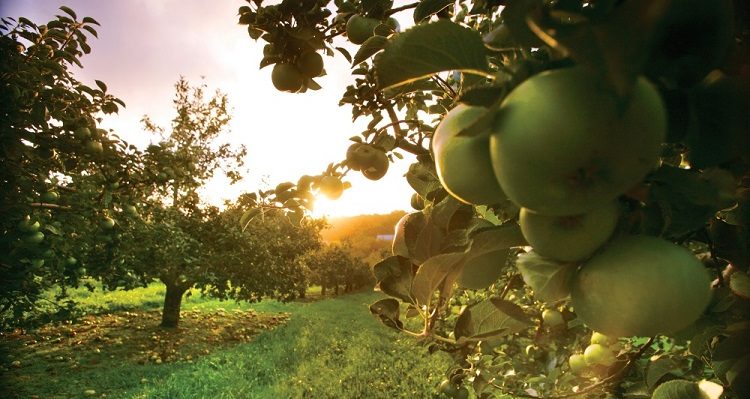 Armagh Apple Food & Cider Festival