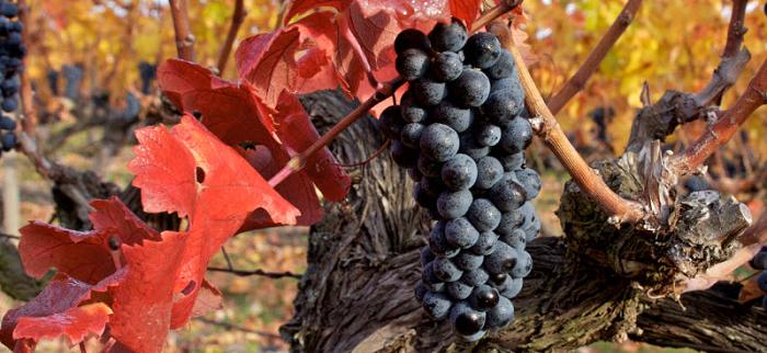 Wines Back from the Dead - Nearly Extinct Varieties Returned to Amaze You 