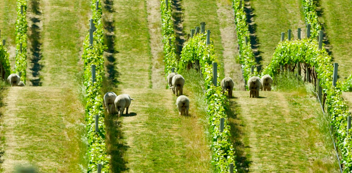 Wines Back from the Dead - Nearly Extinct Varieties Returned to Amaze You 