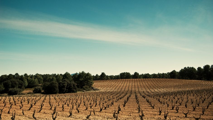 Wines Back from the Dead - Nearly Extinct Varieties Returned to Amaze You 
