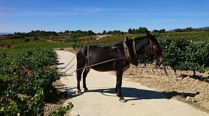 Field of Dreams A Spiritual Quest to Reimagine the Languedoc 7