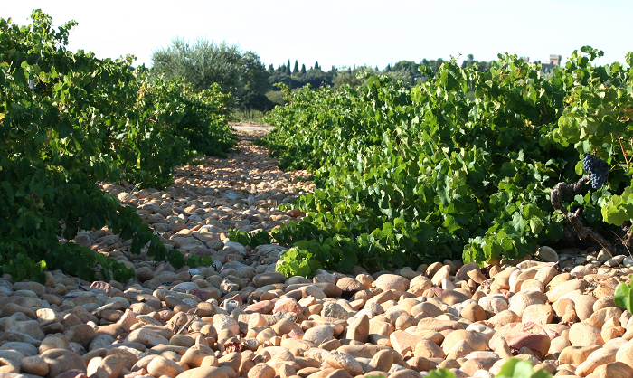 Rhone Wines you Need to Try 2